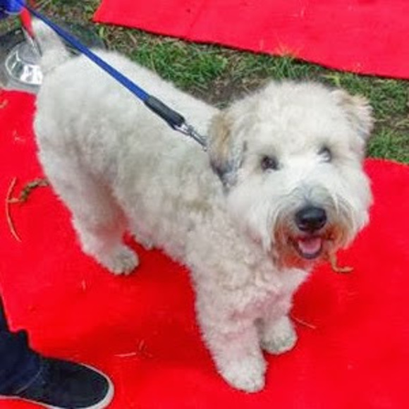 Meet your Posher, Stephen - Picture 1 of 1